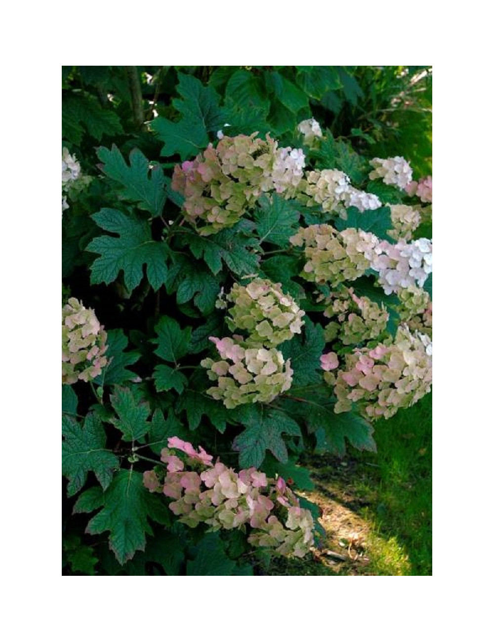 HYDRANGEA quercifolia SNOW QUEEN