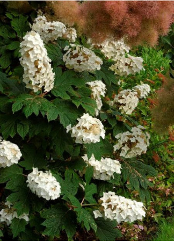 HYDRANGEA quercifolia SNOW QUEEN