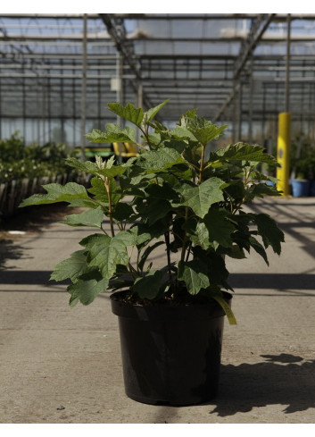 HYDRANGEA quercifolia SNOW QUEEN En pot de 10-12 litres