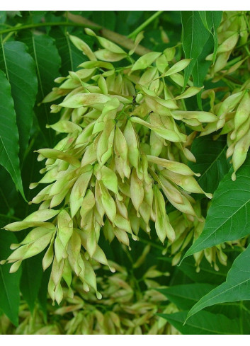 AILANTHUS altissima