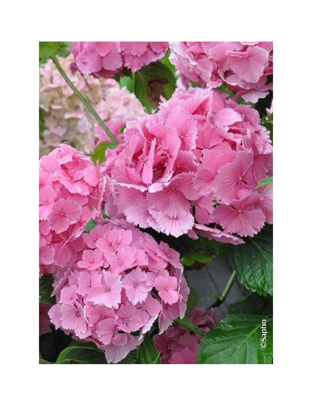 HYDRANGEA DOLCE FARFALLE