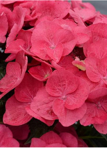 HYDRANGEA DOLCE FRAGOLA