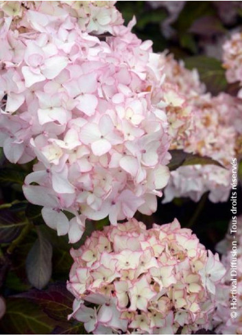 HYDRANGEA DOLCE FRANCE