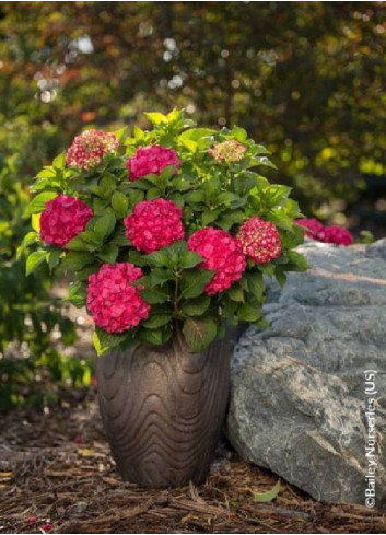 HYDRANGEA ENDLESS SUMMER SUMMER LOVE