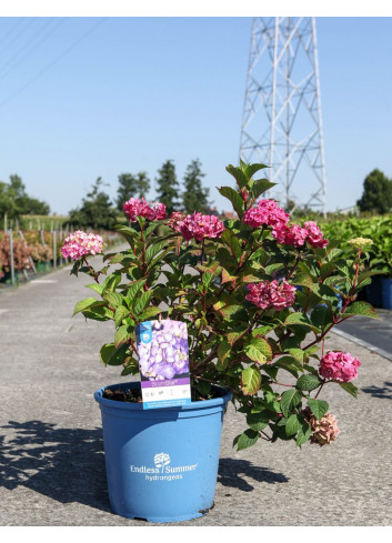 HYDRANGEA ENDLESS SUMMER SUMMER LOVE En pot de 15-20 litres