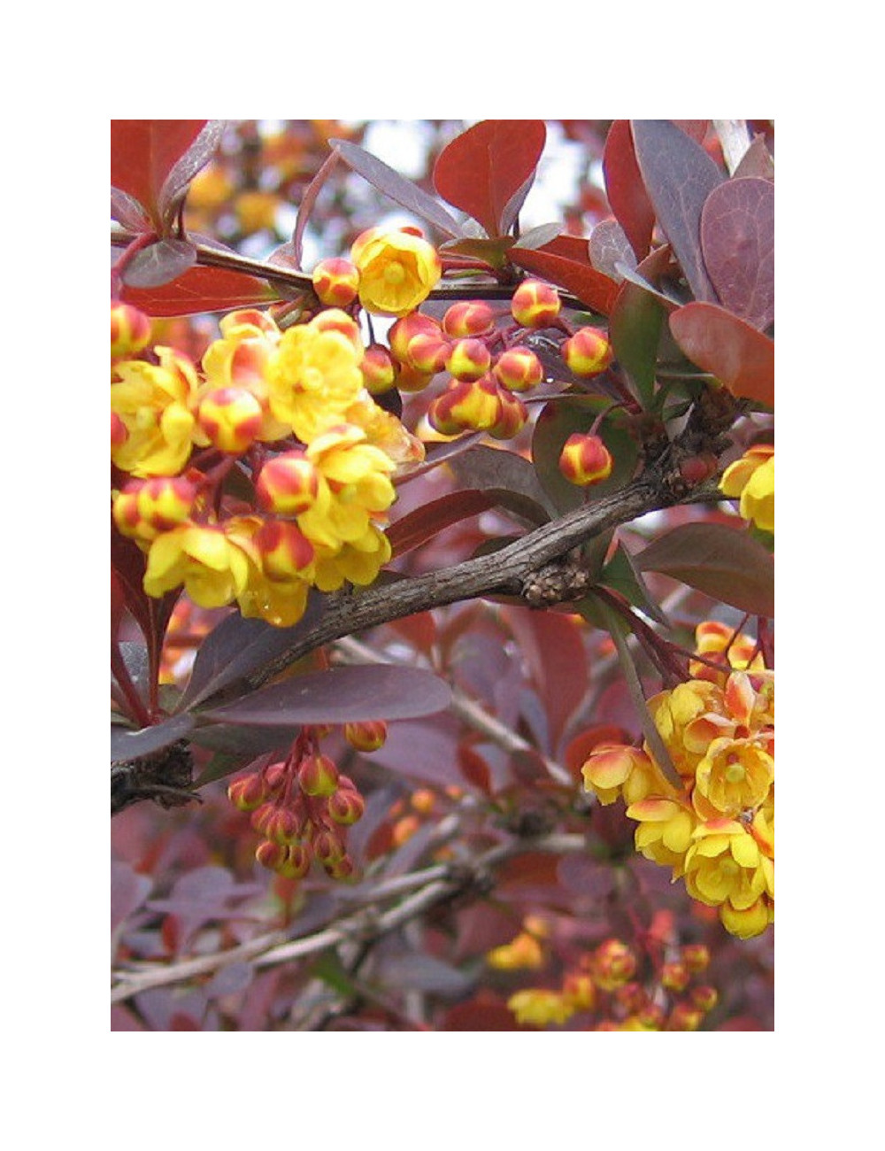 BERBERIS ottawensis AURICOMA