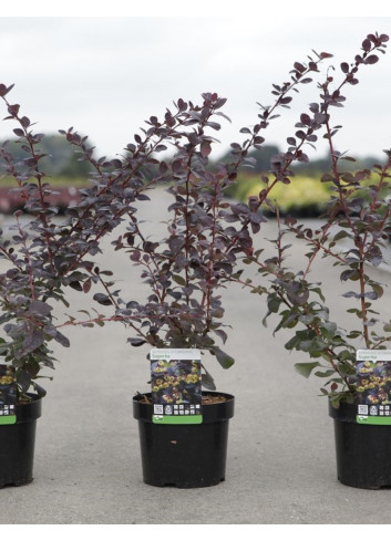 BERBERIS ottawensis AURICOMA En pot de 3-4 litres