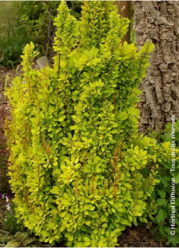 BERBERIS thunbergii GOLDEN TORCH