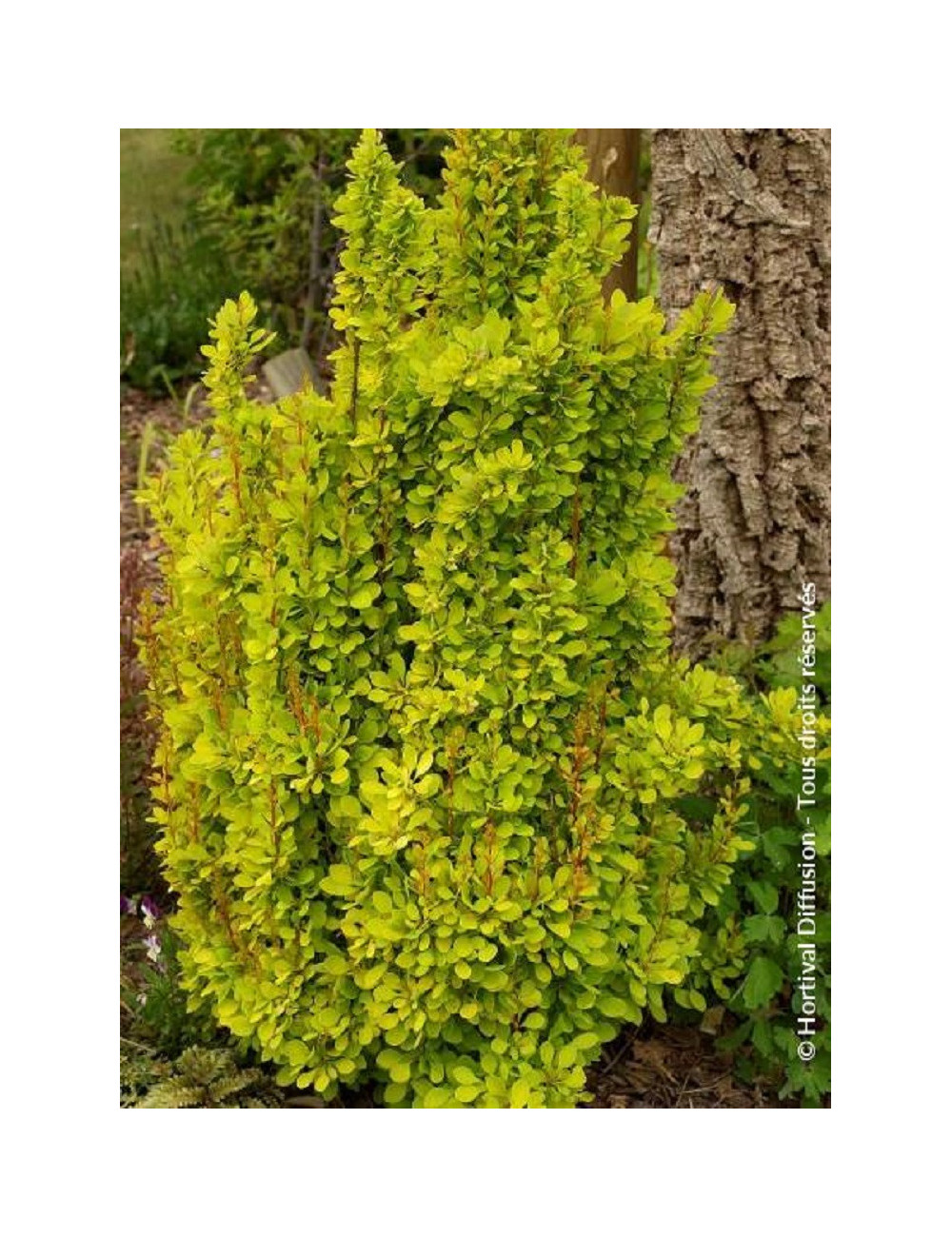 BERBERIS thunbergii GOLDEN TORCH