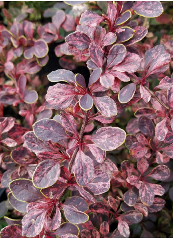 BERBERIS thunbergii ROSE GLOW