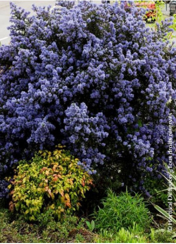 CEANOTHUS impressus PUGET BLUE