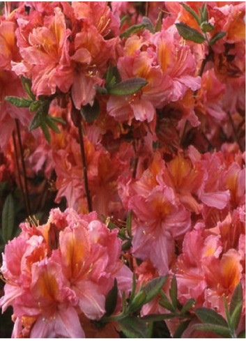 AZALEA mollis BERRY ROSE