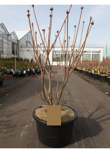 AZALEA mollis En pot de 15-20 litres