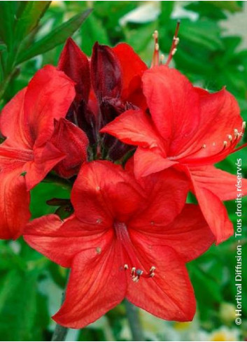 AZALEA mollis PARKFEUER