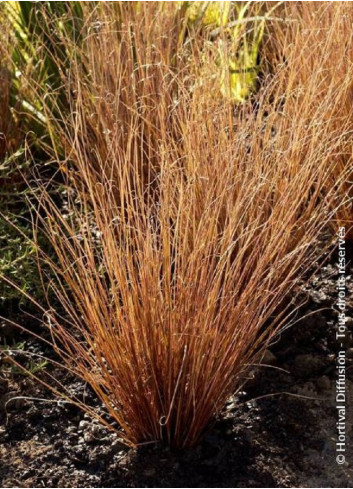 CAREX buchananii