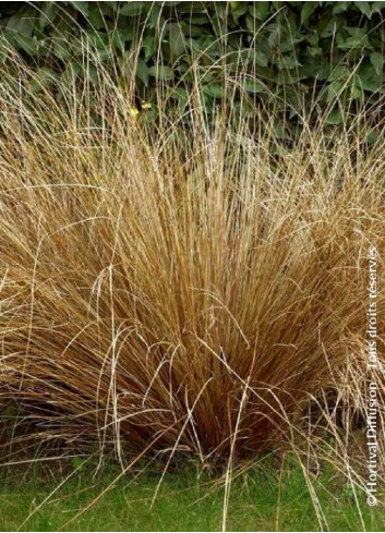 CAREX buchananii