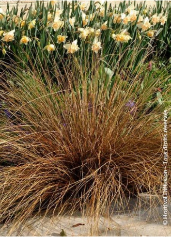 CAREX buchananii