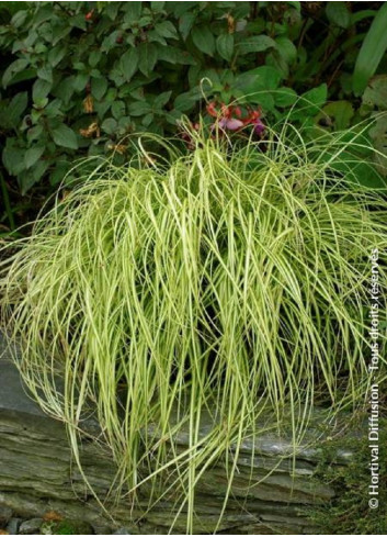 CAREX oshimensis EVERGOLD