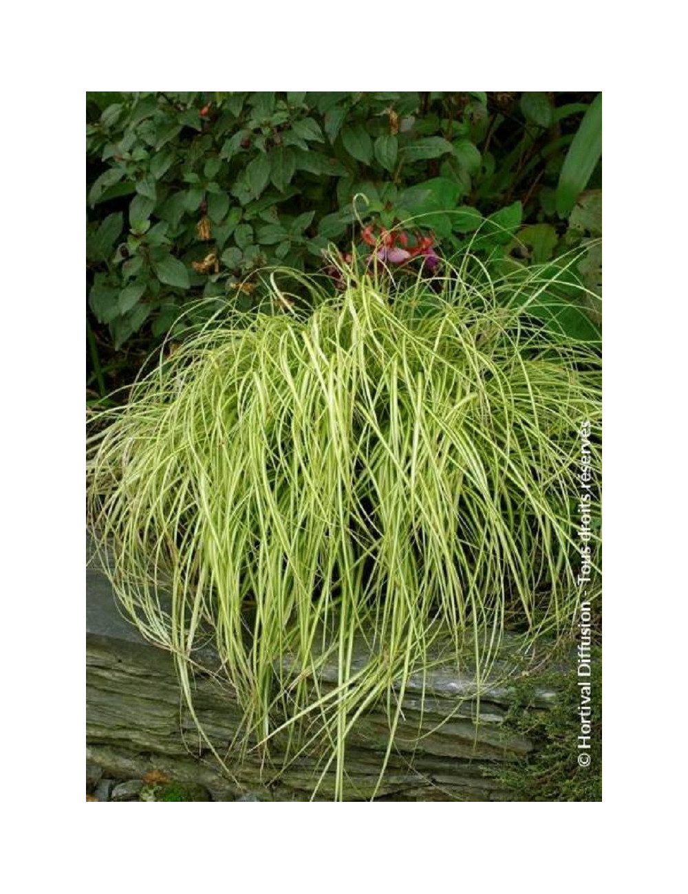 CAREX oshimensis EVERGOLD