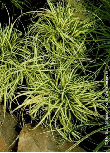 CAREX oshimensis EVERGOLD