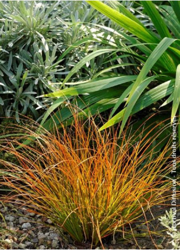 CAREX testacea