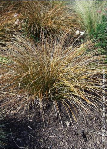 CAREX testacea