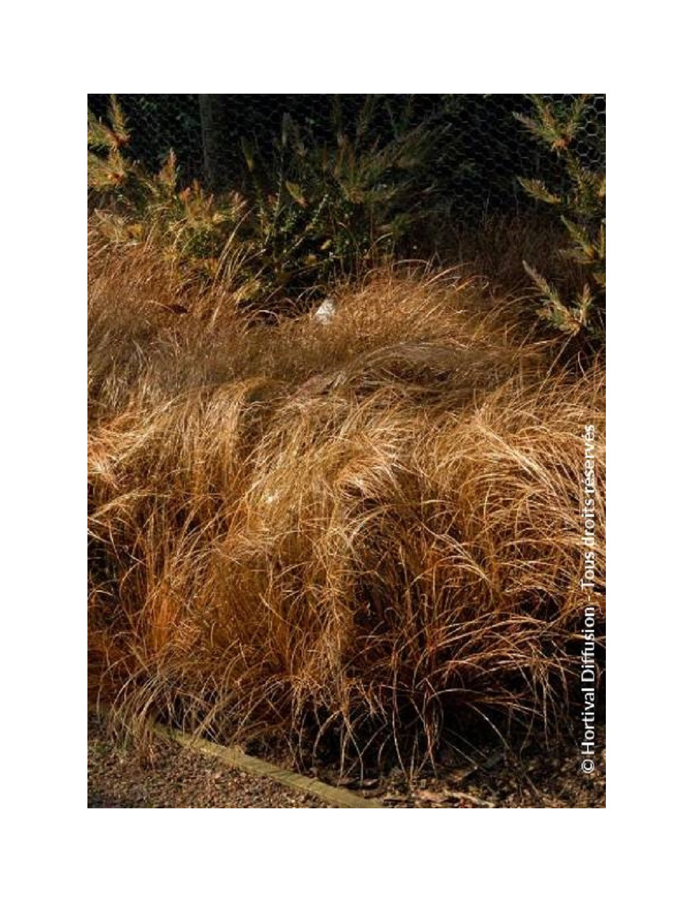 CAREX comans BRONZE FORM