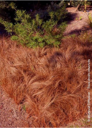 CAREX comans BRONZE FORM