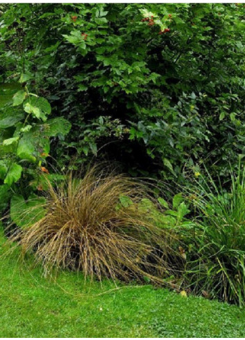 CAREX comans BRONZE FORM