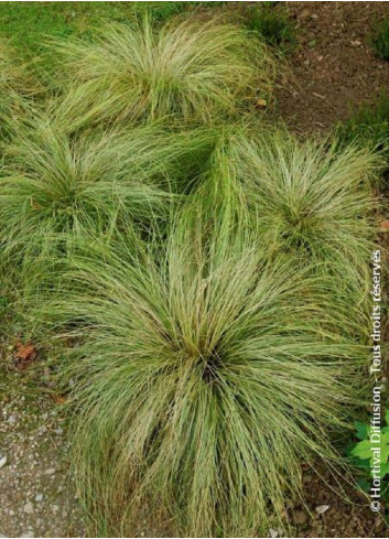 CAREX comans FROSTED CURLS