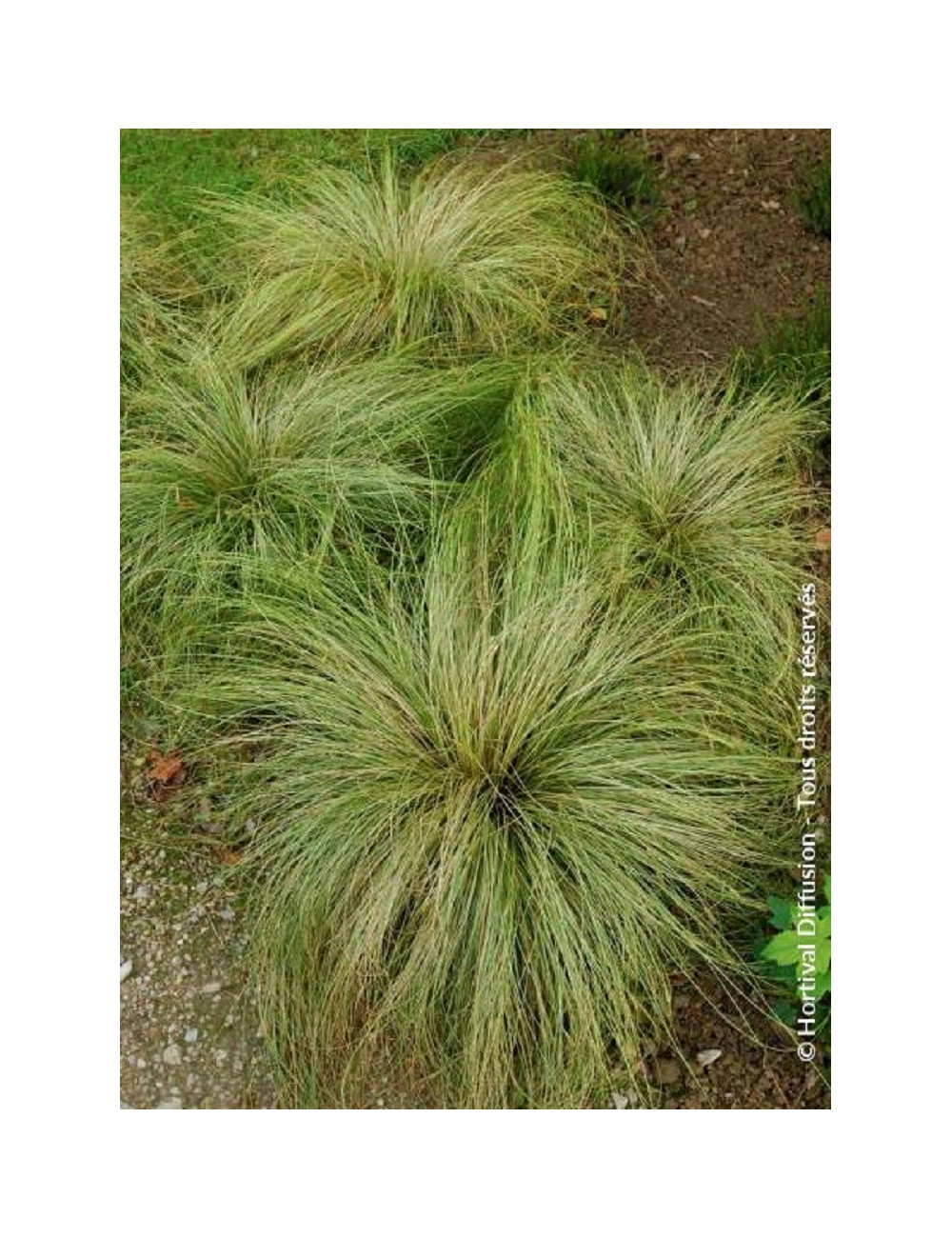 CAREX comans FROSTED CURLS