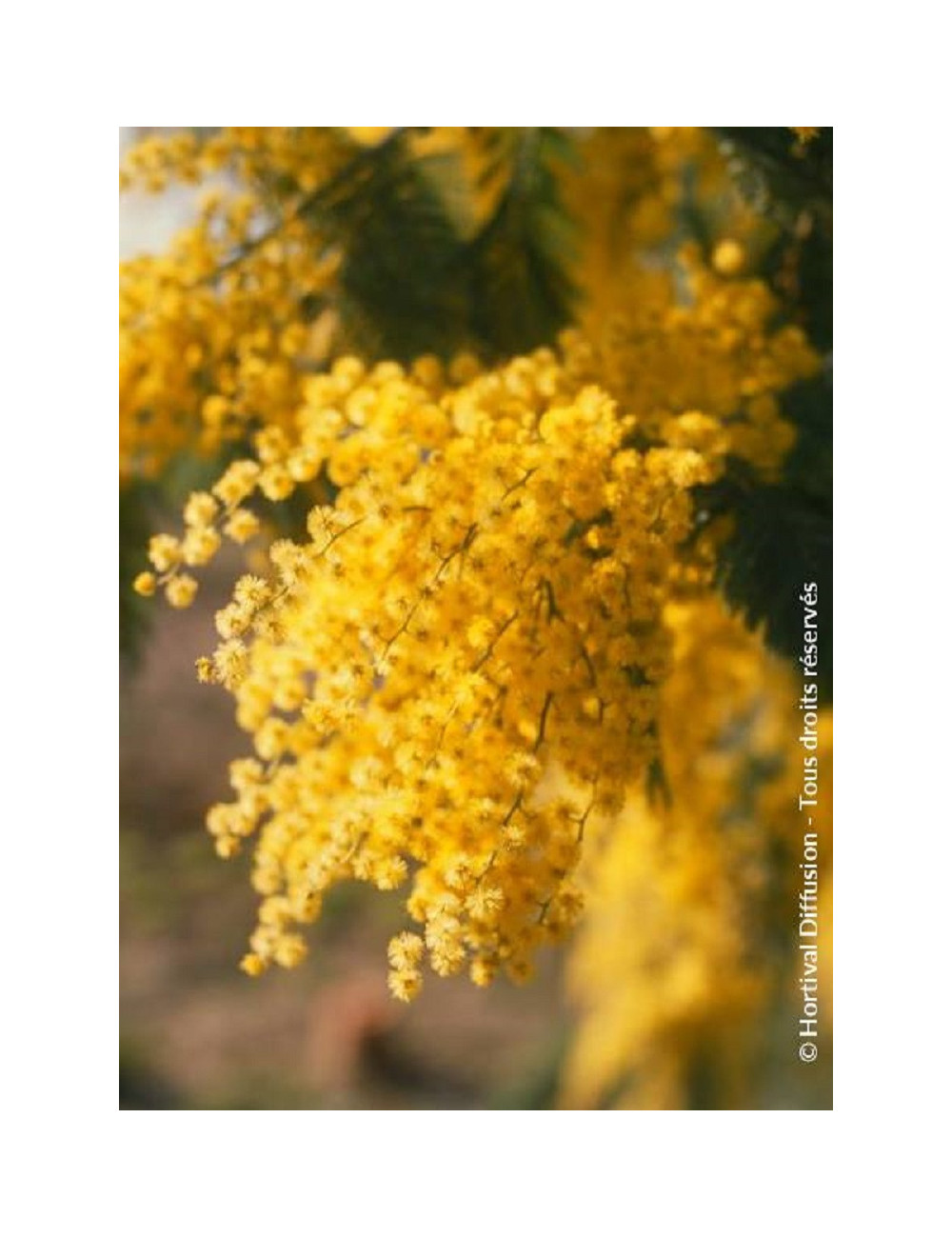 ACACIA dealbata