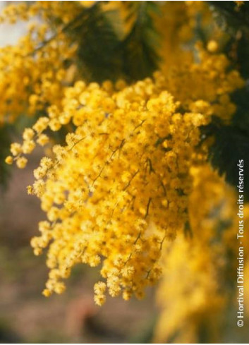 ACACIA dealbata LE GAULOIS