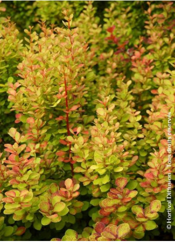 BERBERIS thunbergii ORANGE TORCH