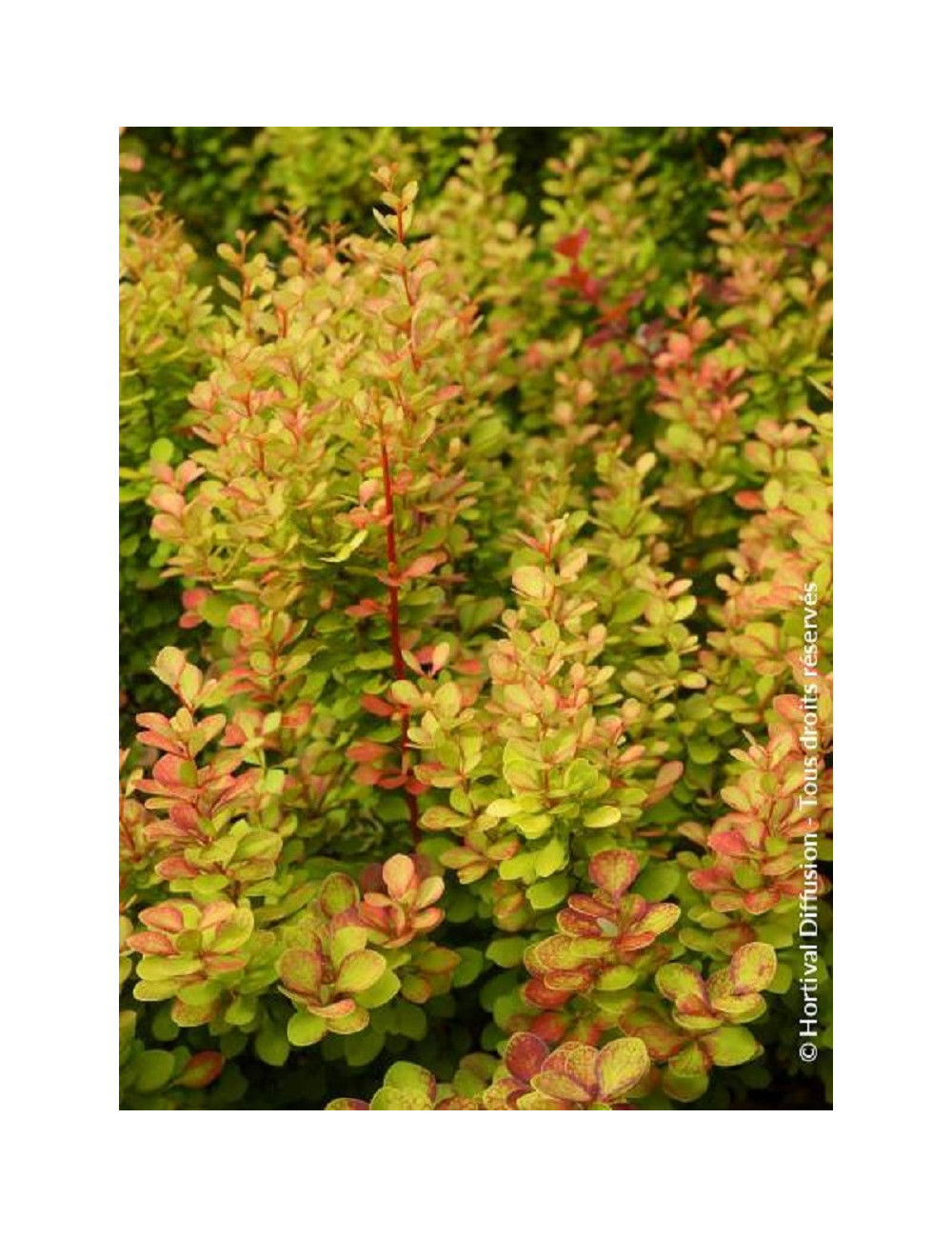 BERBERIS thunbergii ORANGE TORCH