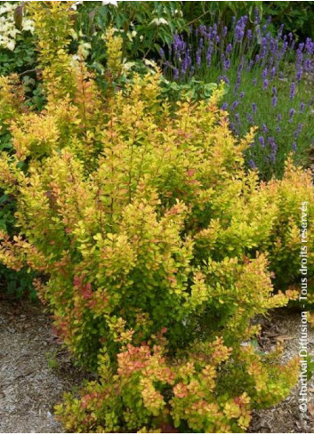 BERBERIS thunbergii ORANGE TORCH