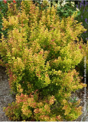 BERBERIS thunbergii ORANGE TORCH