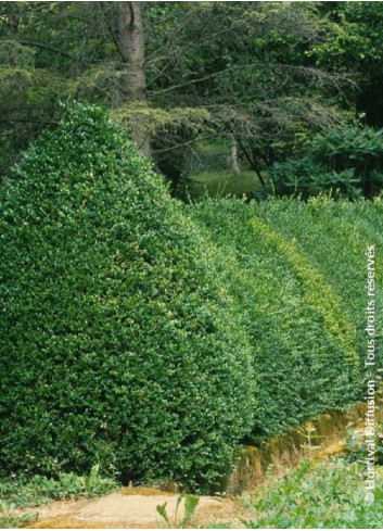 BUXUS sempervirens (Buis commun)