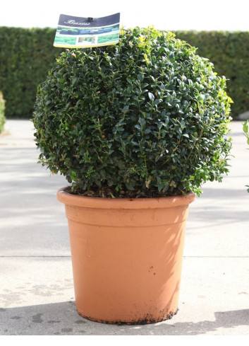 BUXUS sempervirens (Buis commun) En pot forme boule