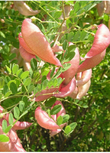 COLUTEA arborescens