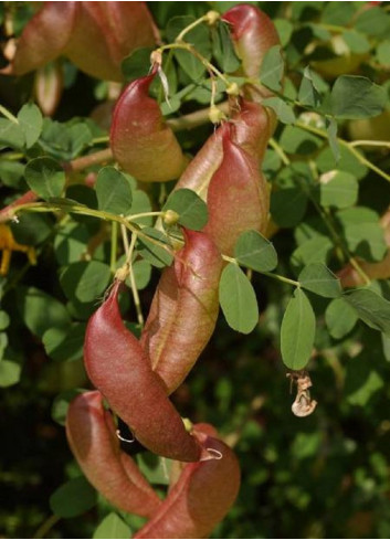 COLUTEA arborescens