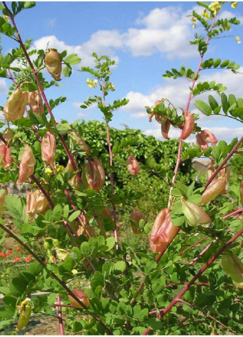 COLUTEA arborescens