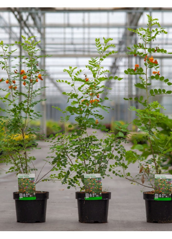 COLUTEA arborescens En pot de 3-4 litres