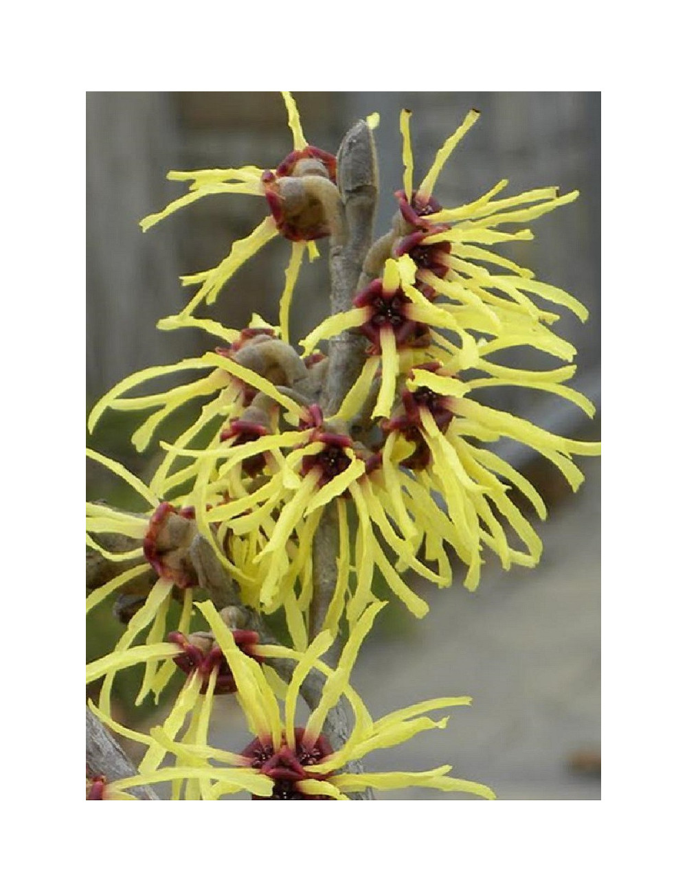 HAMAMELIS intermedia PRIMAVERA