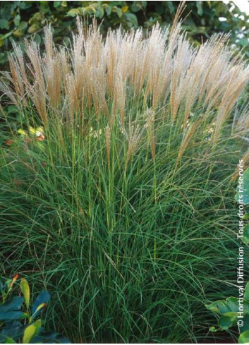 MISCANTHUS sinensis KLEINE SILBERSPINNE