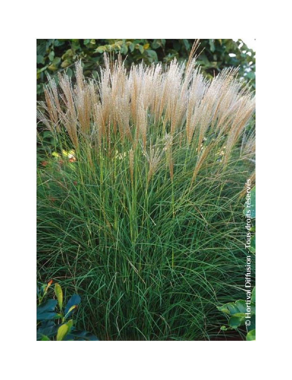 MISCANTHUS sinensis KLEINE SILBERSPINNE