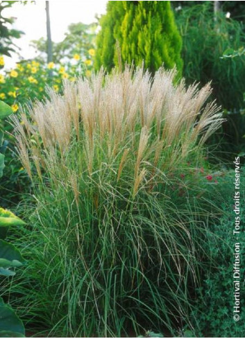 MISCANTHUS sinensis KLEINE SILBERSPINNE