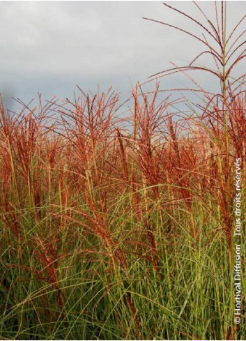 MISCANTHUS sinensis MORNING LIGHT