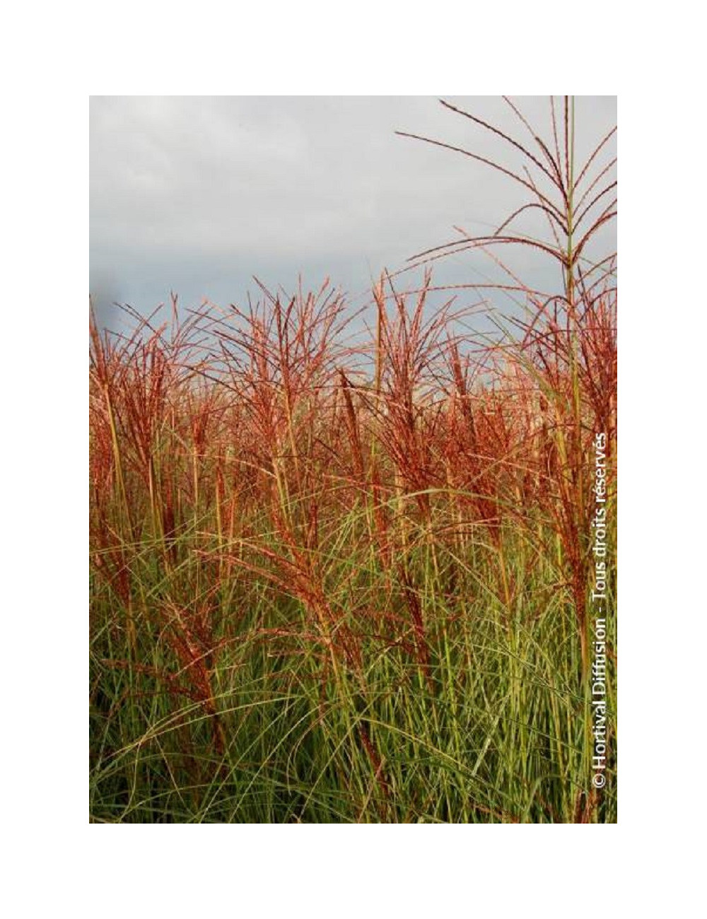 MISCANTHUS sinensis MORNING LIGHT