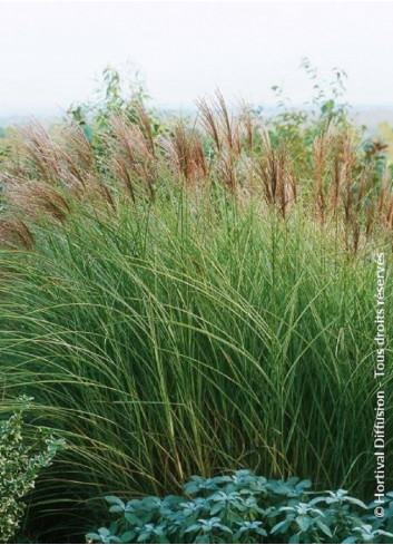 MISCANTHUS sinensis MORNING LIGHT